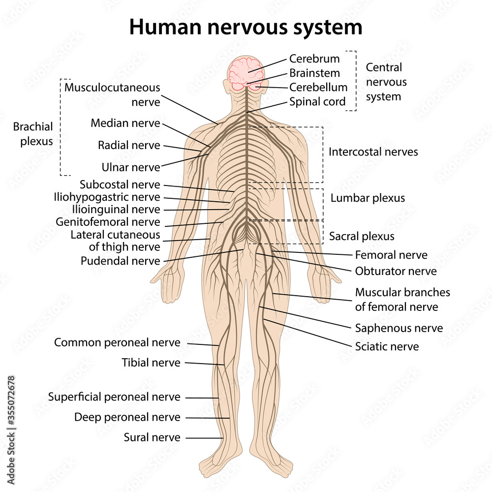 Human Nervous System Diagram Labeled Human Nervous System Diagram Labeled