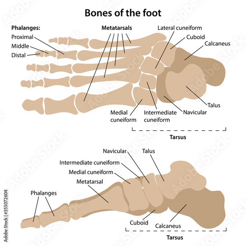 The bones of the foot with main parts labeled. Top and medial view. Vector illustration in flat style over white background.