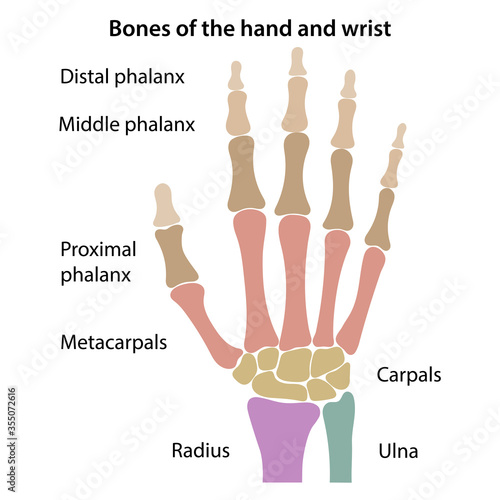 The main bones of the wrist with colored marked parts. Vector illustration in flat style over white background.