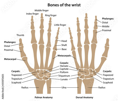 The main bones of the wrist with marked parts. View from the back and palms. Vector illustration in flat style over white background.