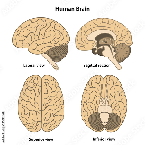 Anatomy of the human brain. Lateral, superior, inferior views and sagittal section. Vector illustration in flat style isolated on white background