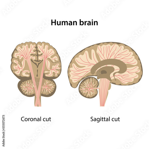 Human brain. Coronal and sagittal cut of the human brain. Diagram. Vector illustration in flat style isolated on white background