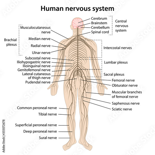 Human nervous system with main parts labeled. Vector illustration in flat style isolated on white background. photo