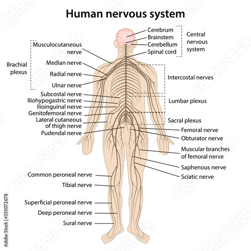 Human nervous system with main parts labeled. Vector illustration in flat style isolated on white background.