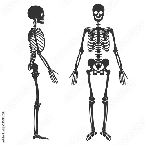 Human skeleton in front and profile. Black silhouette isolated on white background. Vector illustration