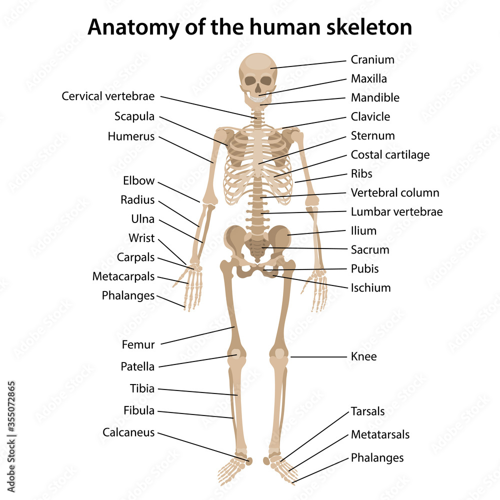 Anatomy of the human skeleton with main parts labeled. Front view ...