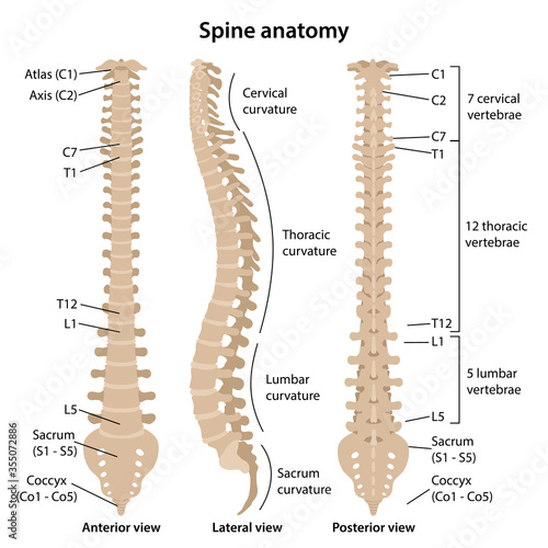 Human vertebral column in front, profile and back with main parts labeled. Medical vector illustration in flat style is isolated on white background