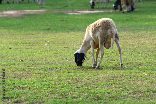 sheep eating grass.