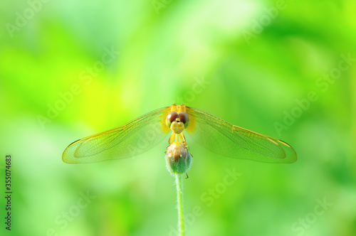 Close up detail of dragonfly. dragonfly image is wild with green and bokeh background. Dragonfly isolated.
