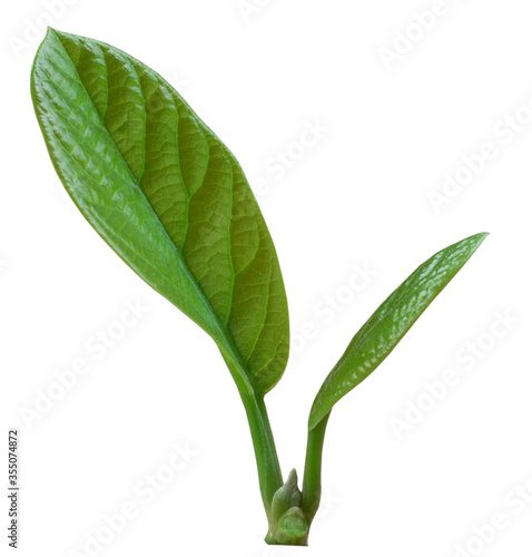 green leaf isolated on white background