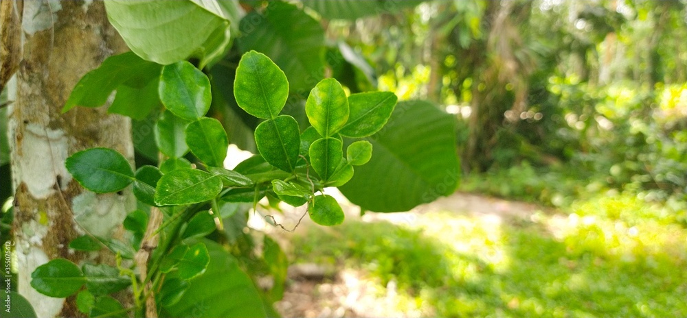 Natural kaffir lime leaves in the garden of Thailand Natural kaffir lime leaves in the garden of Thailand