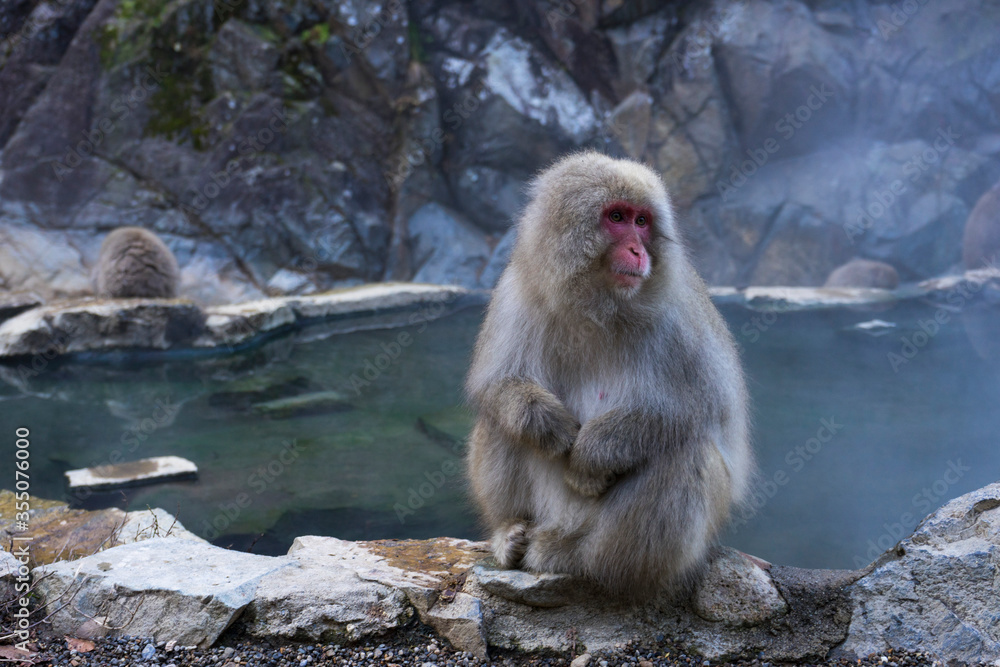 Fototapeta premium A Japanese snow monkey or Macaque with hot spring On-sen in Jigokudani Monkey Park, Shimotakai District, Nagano , Japan. 