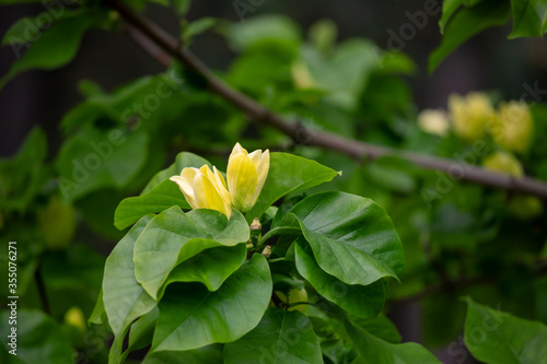 Yellow magnolias in the garden.