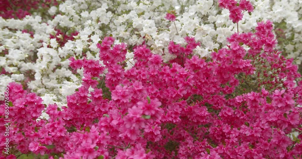 Static Azalea bushes white and light red, blooming wide shot Static Azalea bushes white and light red, blooming wide shot