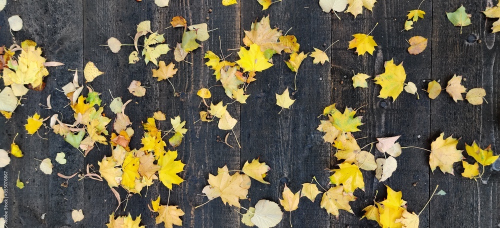 Obraz premium yellow leaves background