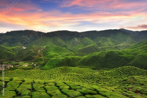 Sunset over the tea plantation in Cameron highlands, malaysia