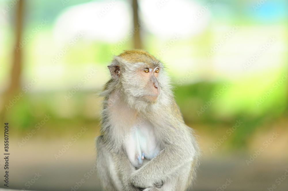 Obraz premium Close up wild monkey on green nature forest.