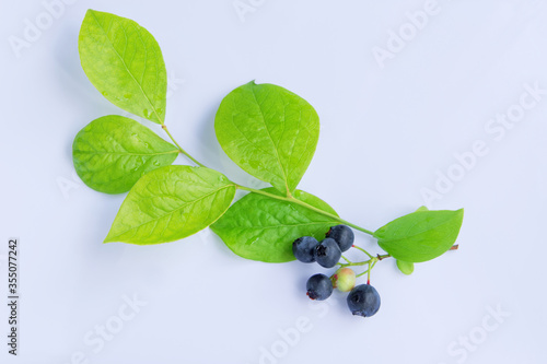 blueberry branch isolated on white background