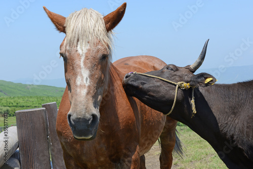 牛と馬と草原 熊本県阿蘇