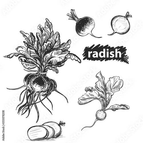 Detailed hand drawn black and white, color illustration set of radish. sketch. Vector. Elements in graphic style label, card, sticker, menu, package.