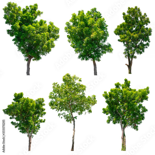The collection of trees Isolated on white background