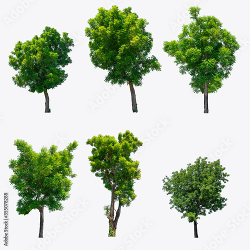The collection of trees Isolated on white background