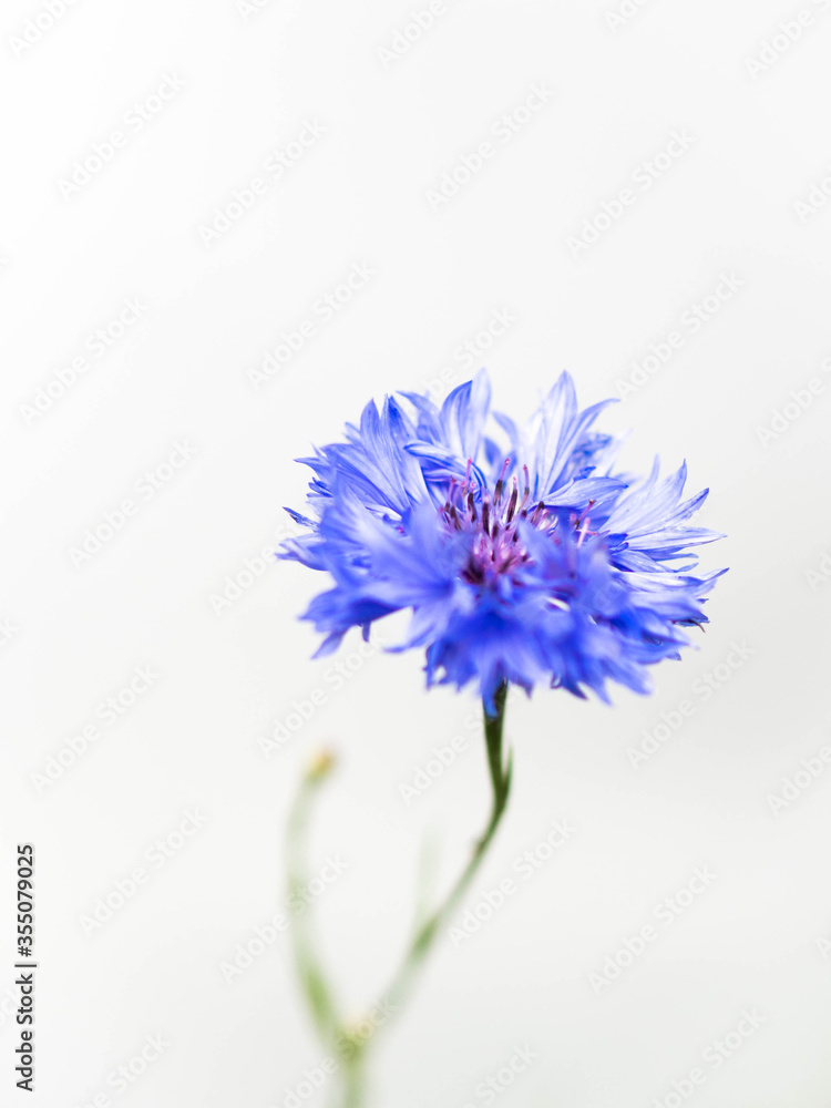blue flower blue flower