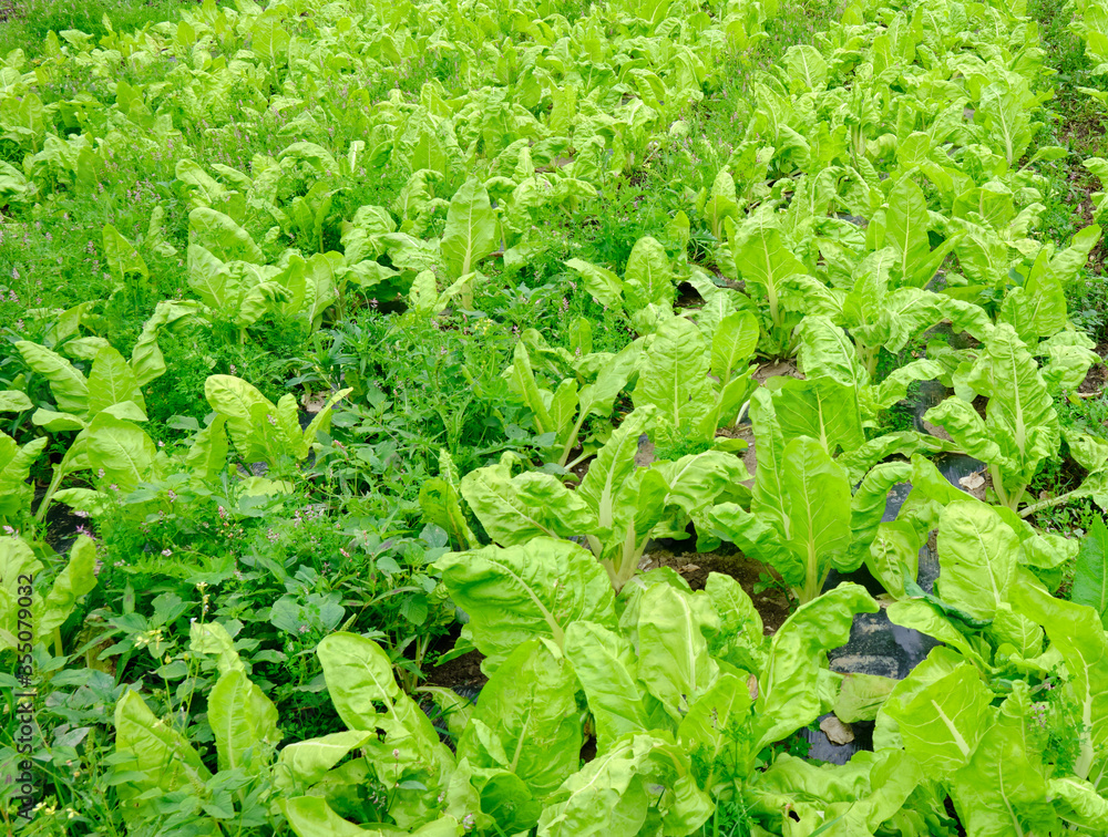 Campo de acelgas en pleno crecimiento Campo de acelgas en pleno crecimiento