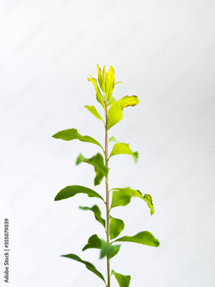 Fototapeta premium blue flower