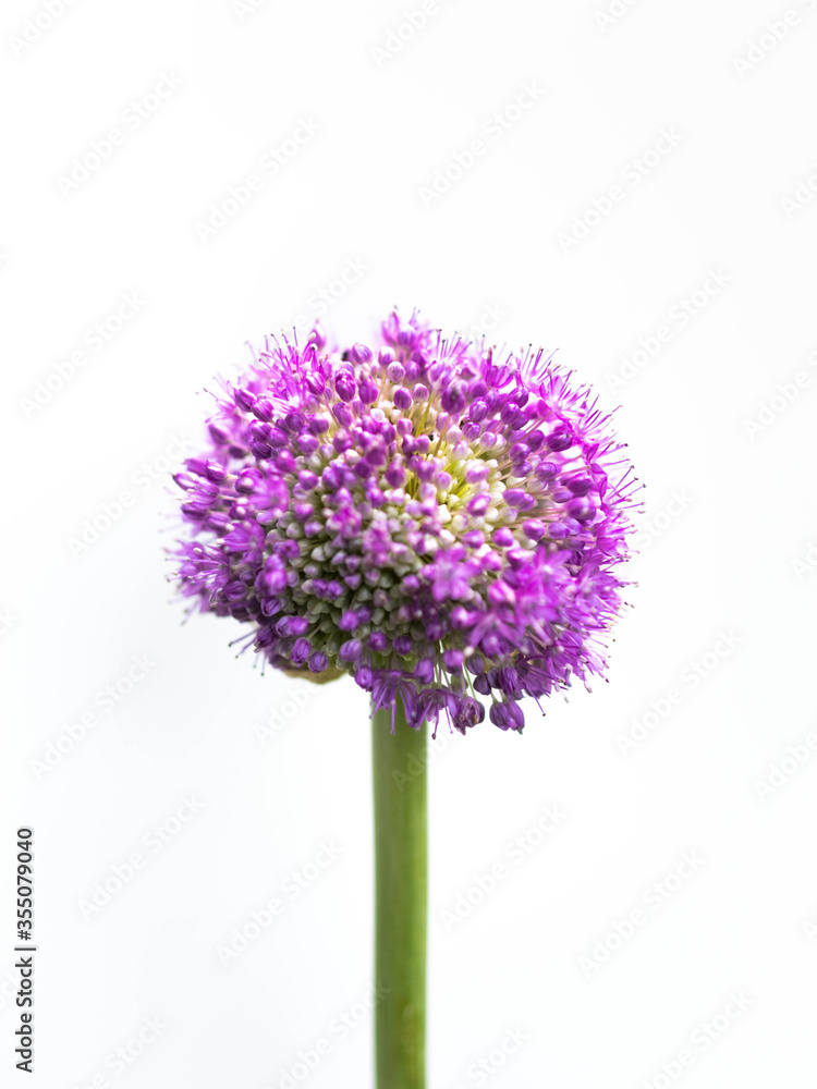 Obraz premium blue flower