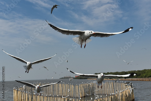 Sea landscape with seagulls close up. Group of seagulls at Bang Pu Recreation Center is a seaside resort on the Bay of Bangkok, Thailand