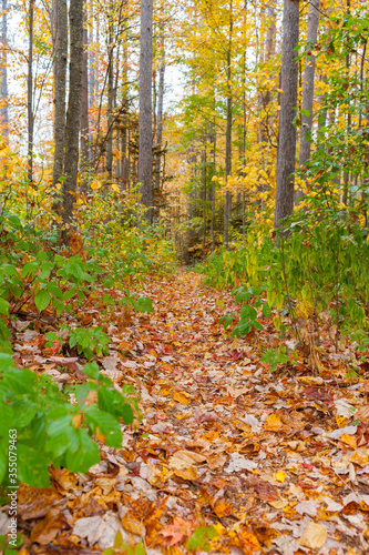 Path between tall trees covered with leaf litter