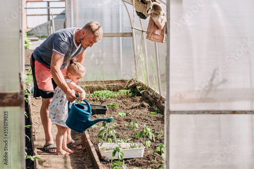 Blond-haired man and little girl work in the garden. Father and daughter watering a watering can in a greenhouse. Gardening and agriculture. Growing vegetables.