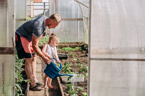 Blond-haired man and little girl work in the garden. Father and daughter watering a watering can in a greenhouse. Gardening and agriculture. Growing vegetables.