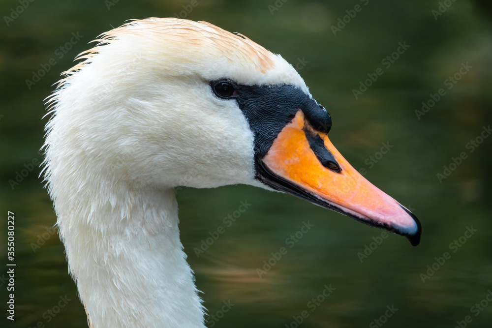 Portrait of a graceful white swan with long neck on dark green water background. Portrait of a graceful white swan with long neck on dark green water background.