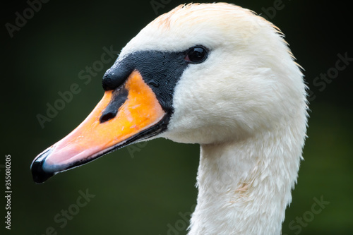Portrait of a graceful white swan with long neck on dark green water background.