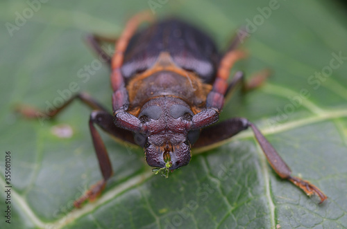 longhorn beetle from Borneo - Neosarmydus costipennis © simonshim