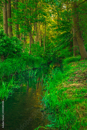 potok wśród zieleni