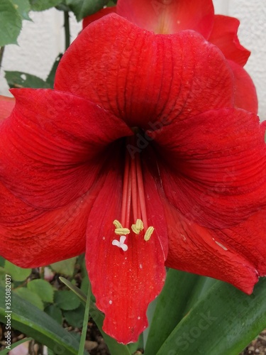 fiore rosso in giardino