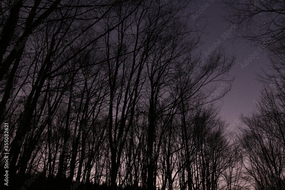 真夜中の木々と星 真夜中の木々と星