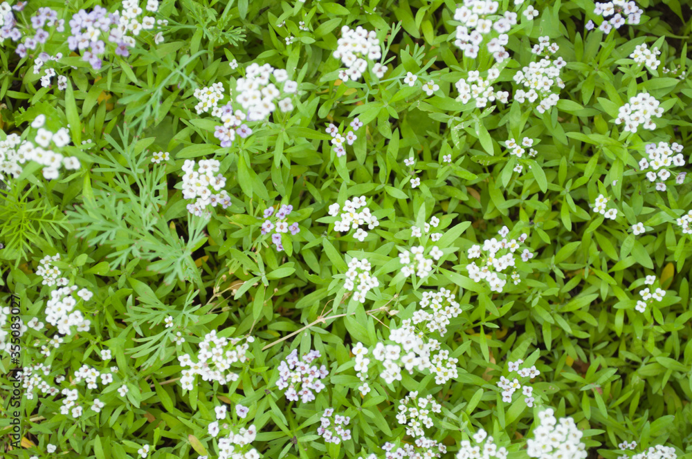 flowers on grass