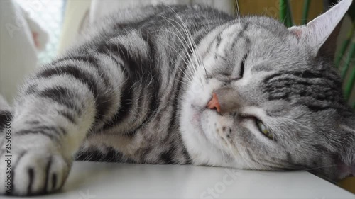 昼寝する猫の顔の動画
