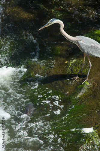 Great blue heron and carp in Broad Brook  Connecticut.