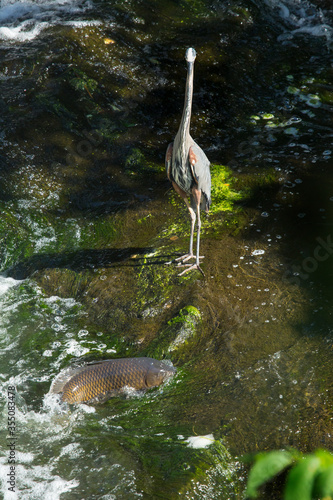 Great blue heron and carp in Broad Brook  Connecticut.