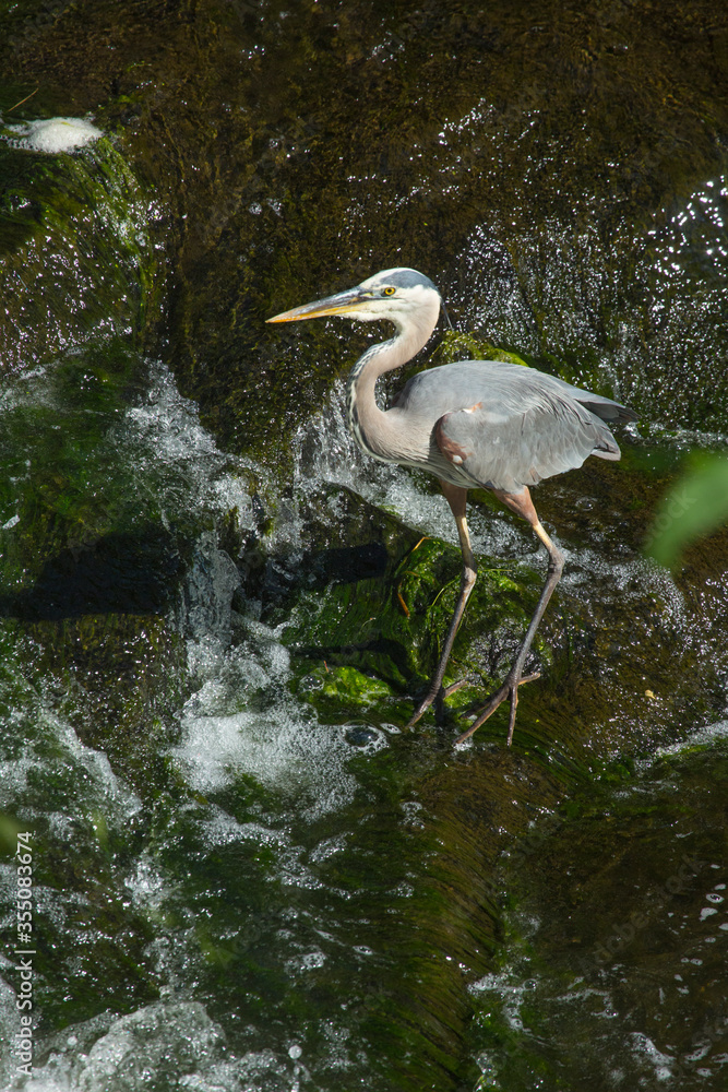 Naklejka premium Great blue heron wading in Broad Brook, Connecticut.