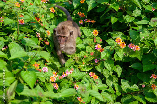Monkey sitting on blooming bush in Bali Indonesia