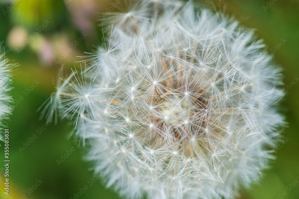 Closeup dandelion photographed in summer on a field. Closeup dandelion photographed in summer on a field.