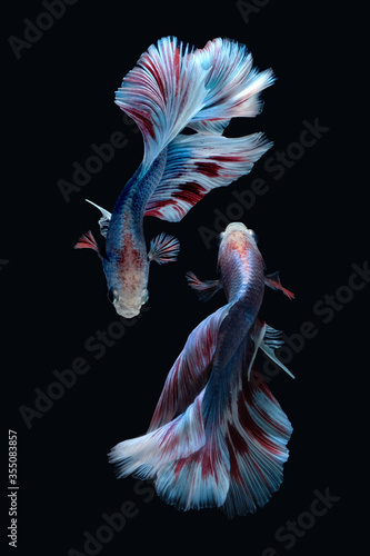 Billede på lærred Two dancing Blue marble grizzle halfmoon betta fish siamese isolated on black co