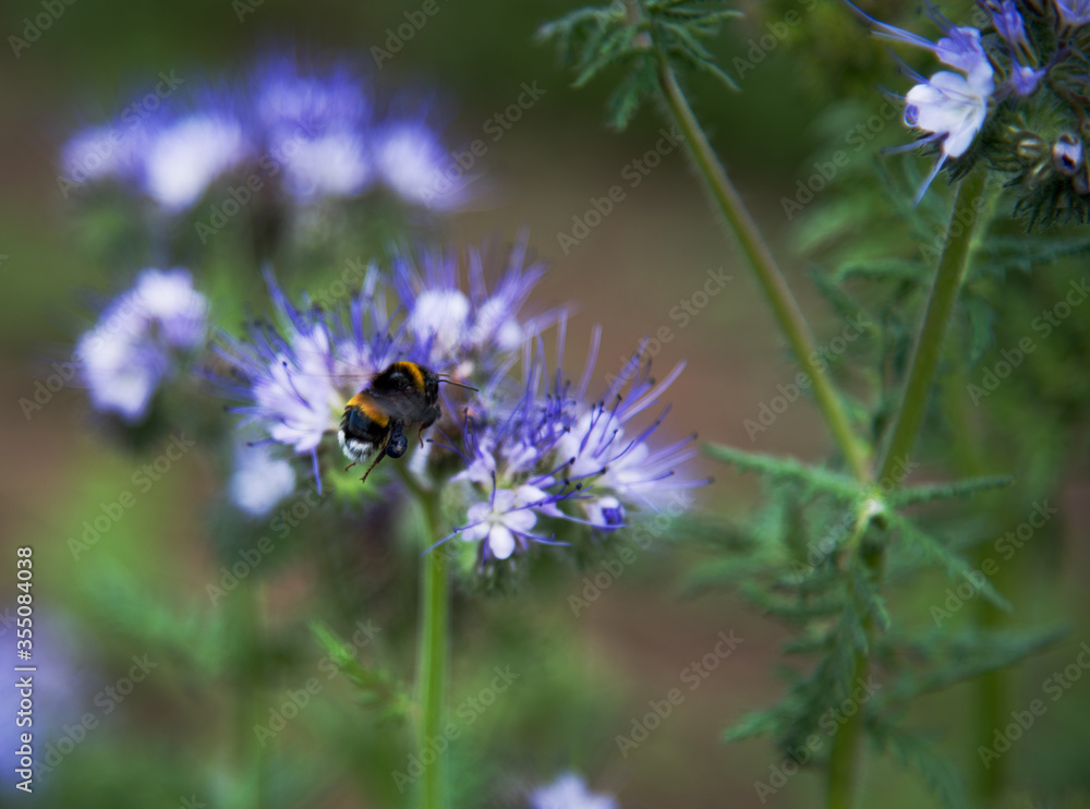 Blue phacelia flowers close-up on blurry background . Bumblebee sits on a blue flower. Honey flowers. Blue phacelia flowers close-up on blurry background . Bumblebee sits on a blue flower. Honey flowers.