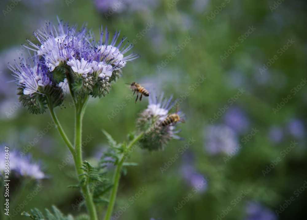 Blue phacelia flowers close-up on blurry background . Bees fly near blue flower. Honey flowers. Blue phacelia flowers close-up on blurry background . Bees fly near blue flower. Honey flowers.
